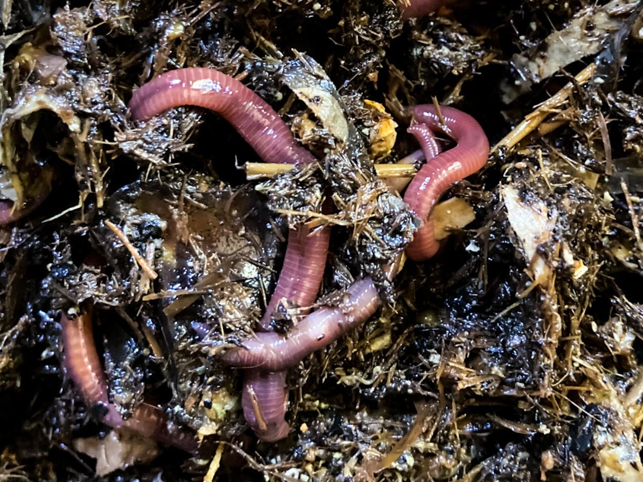 What Makes Home Worm Composting Better Than the Alternatives?