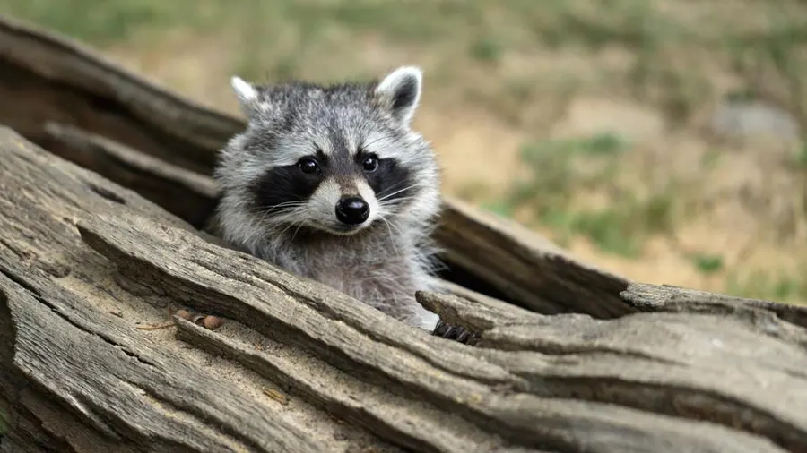 Have A Raccoon Problem? Consider Humane Removal Approaches!